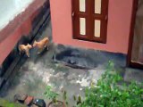 Twin cats fighting outside my house.