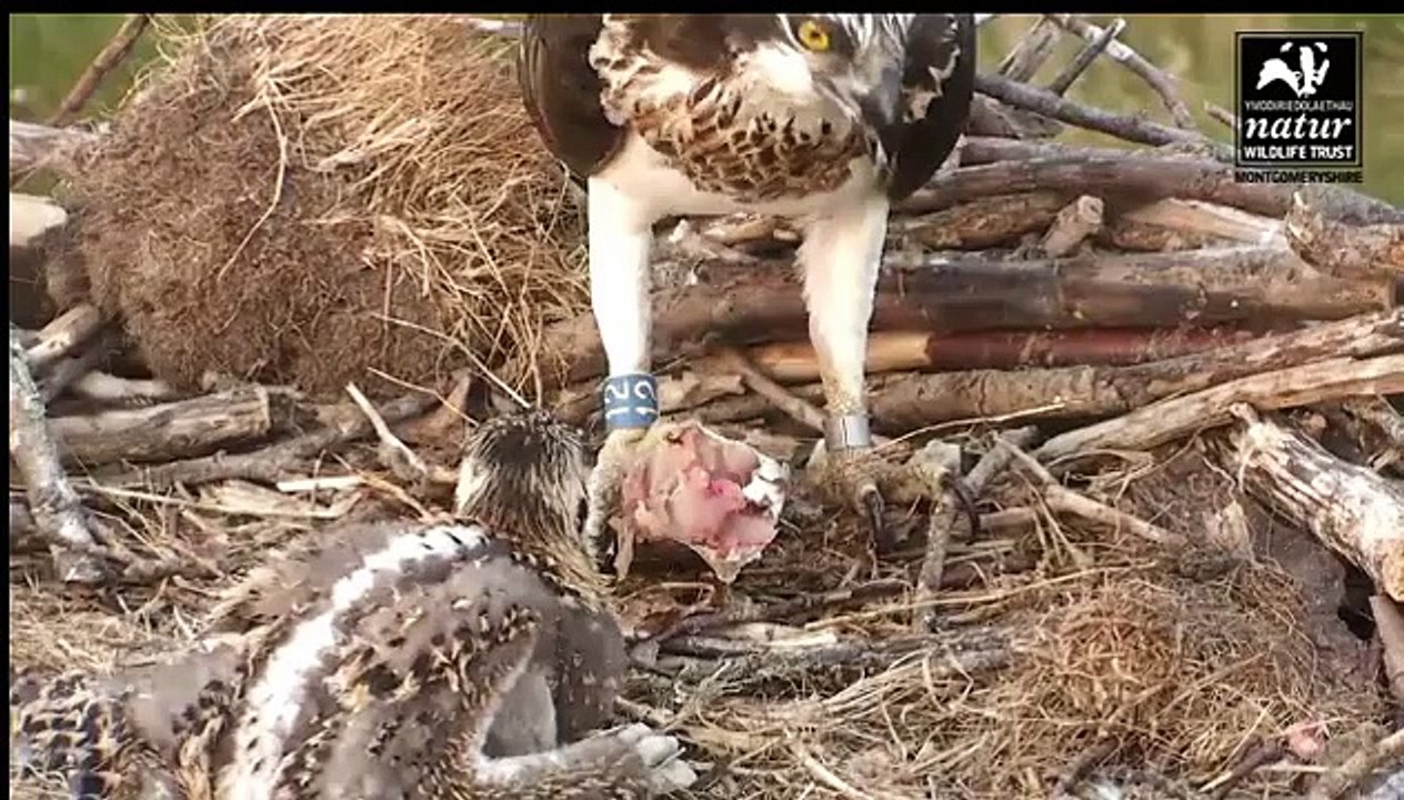DYFI OSPREY CAM GLESNI FEEDING CHICK # 2