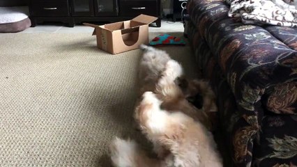 Maggie play fighting with her big brother Finn