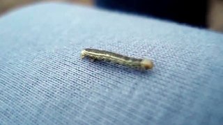 Cute little Caterpillar crawling ❤ Süße kleine Raupe krabbelt