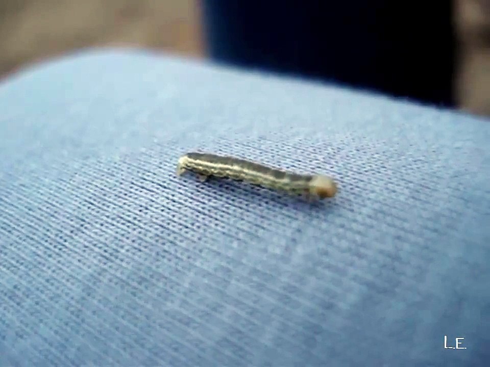 Cute little Caterpillar crawling ❤ Süße kleine Raupe krabbelt