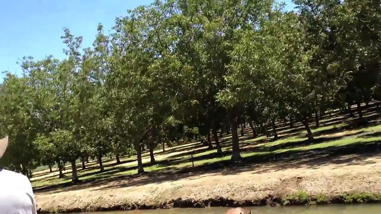 Buddy Takes a Swim While Out Riding - Rick Gore Horsemanship