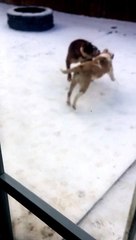 Alapaha Blue Blood Bulldogs: 2 Flower and Copper play in the snow