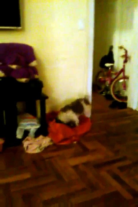 My dog part2