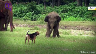 A Moment of Playful Chase This Dog Will Never Forget!