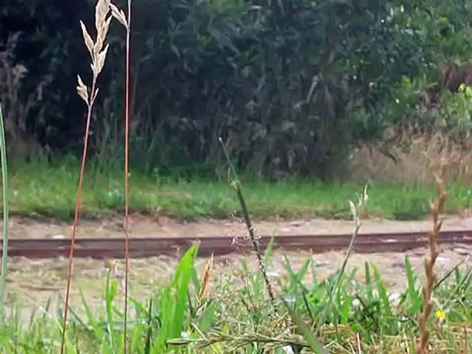 Quad head (4 Phantoms) At the Mana Ariki Marae