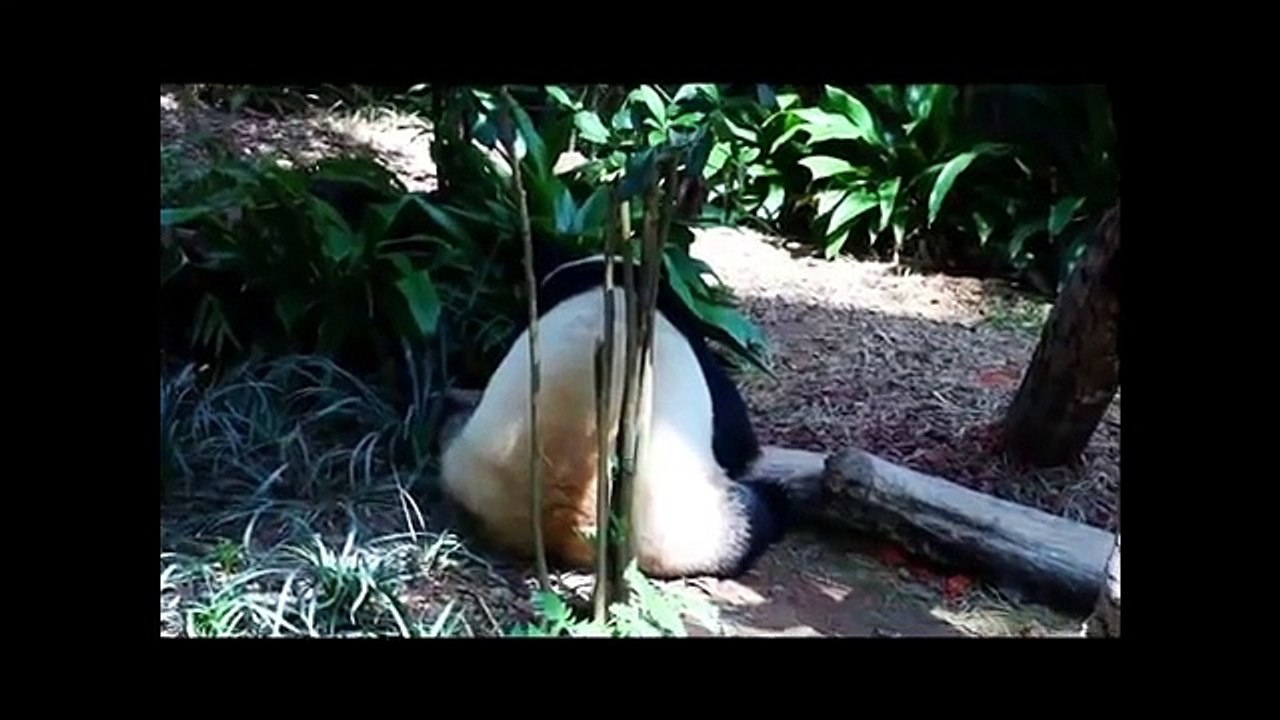 Cute Baby Mom Panda Bear , Pandas Playing Together