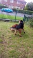 German shepherd vs mixed breed bulldog