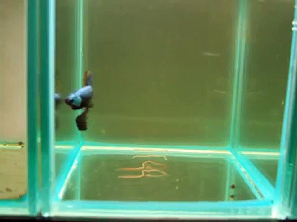 (SOLD): Mustard Gas Dragon Veiltail Male Betta