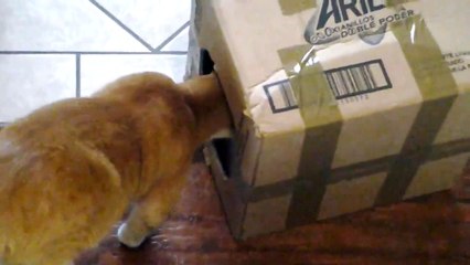 Cats and Boxes