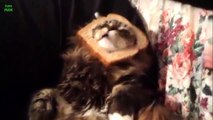 Funny Bread Cat Videos Compilation 2013 [HD]