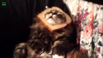 Funny Bread Cat Videos Compilation 2013 [HD]