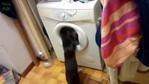 Funny Cats vs Washing Machines Compilation 2014 [NEW HD]