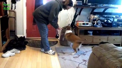 Funny Dogs Excited To Go For a Walk Compilation 2014 [HD]