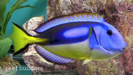 yellow belly blue tang