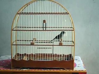 Tico Tico Rei Cinza Cantando 21 puro