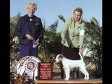 Parson Russell Terrier/Jack Russell Grand Champion, Blue Ridge's TNT Pandemonium