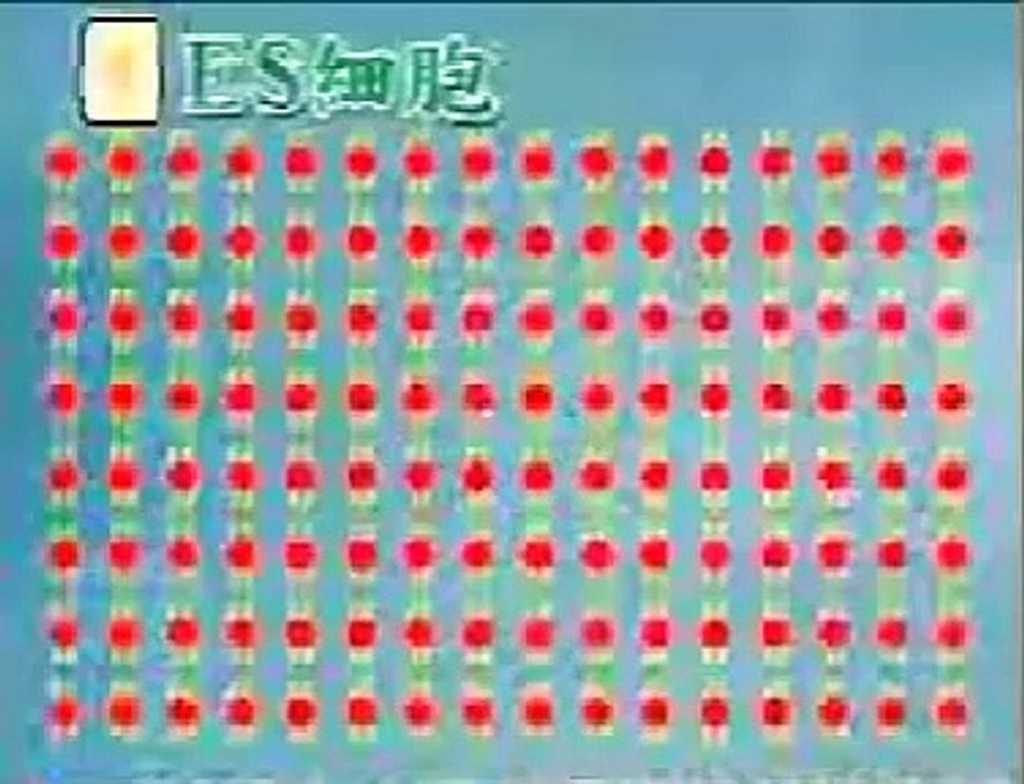 皮膚から万能細胞 山中教授