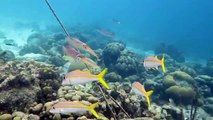 Bonaire Caribbean Reef Squid