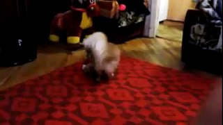 Funny Cats Vs Dogs Compilation