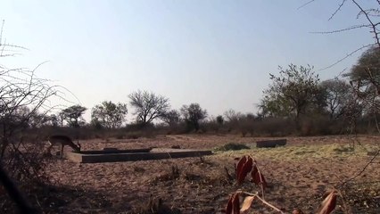 south Africa bow hunting 2015