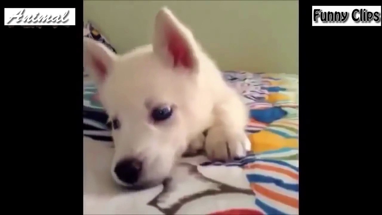 Funny Videos Cats and Dogs Best compilation 2015 new 2015