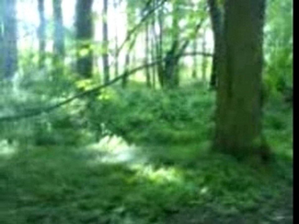 mitraillette en foret
