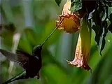 Hummingbird Slow Motion