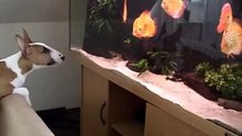 Bull Terrier speak with the fish Diskus - Micky - Part 4