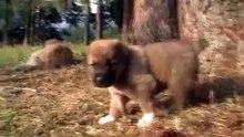 Georgian shepherd puppy