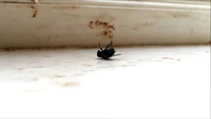 Frank - The breakdancing fly