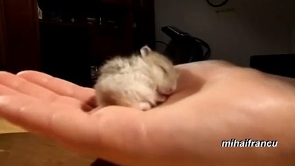 My Baby Hamster Snoring CUTE