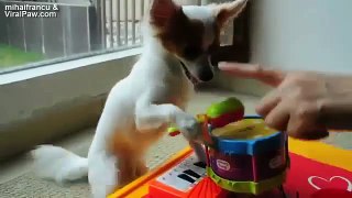 Ultimate Funny Animals Compilation 2014 [NEW] cute and funny animal videos