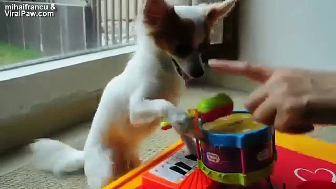 Ultimate Funny Animals Compilation 2014 [NEW] c...