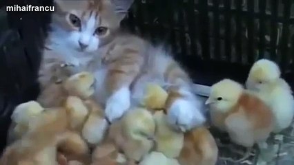 Cats Adopting Baby Birds Compilation 2014 [NEW] FUNNY and CUTE