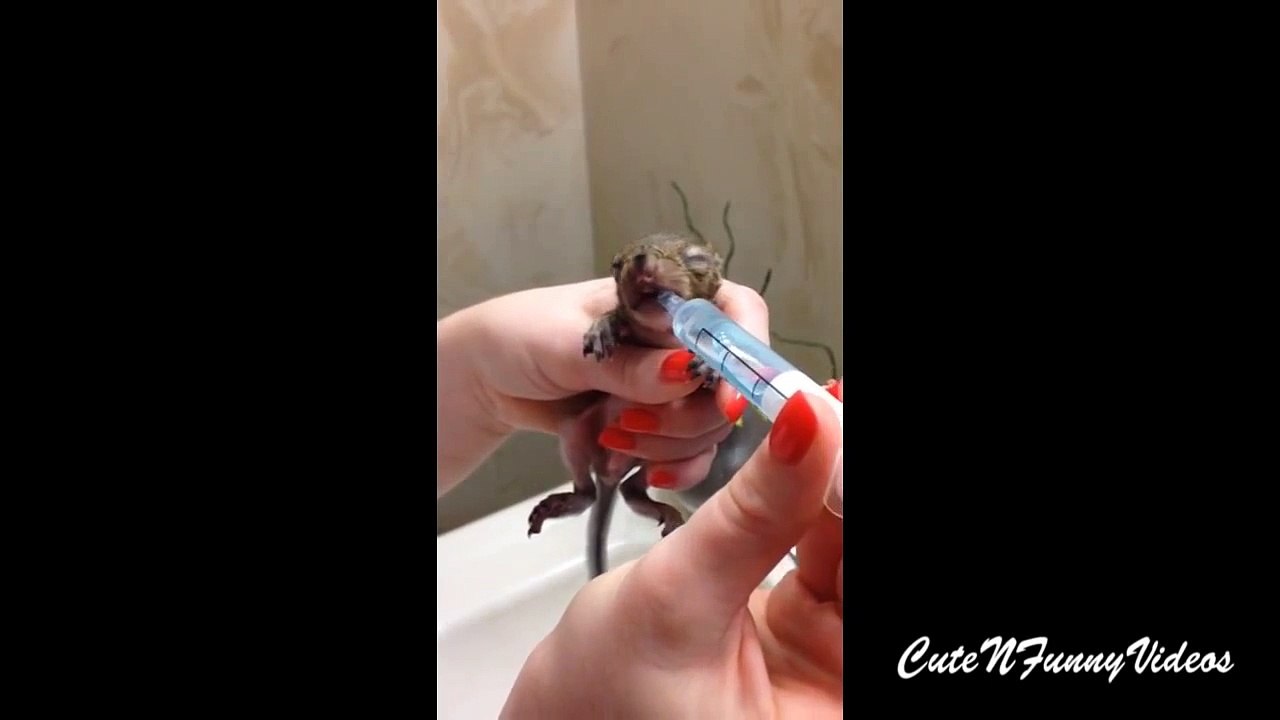 Cute and Funny Baby Squirrel 2015