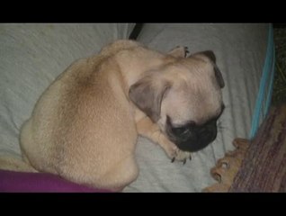 Pics of our female pug Jesse!