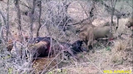Wild animal battle in Africa  - Hyenas attack Lions