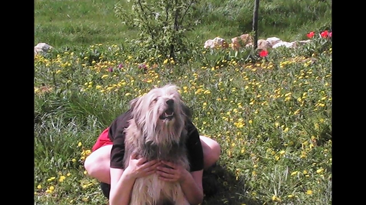 Berger des Pyrenees Hugo