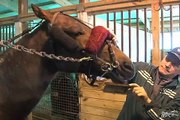 Tips of the Trade - Fitting the Shadow Roll --USTA harness racing Hoof Beats