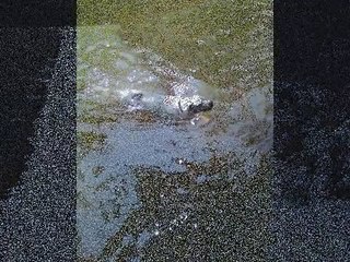 American Bulldogs  video 2