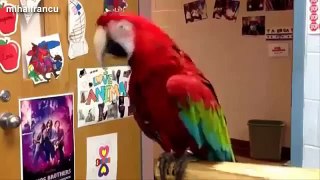 Funny Parrots Dancing Compilation