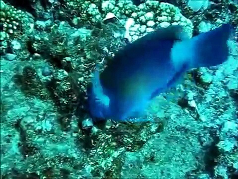 Plongées à l'Ile de La Réunion (vidéo 2010)
