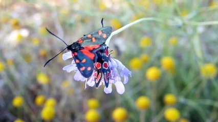 Accoppiamento sbagliato tra "Falene" - Wrong copula in "Moths"