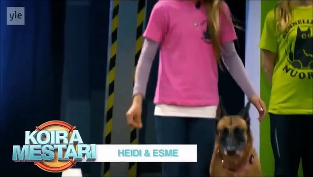Un golden retriever participe à un parcours de façon hilarante !