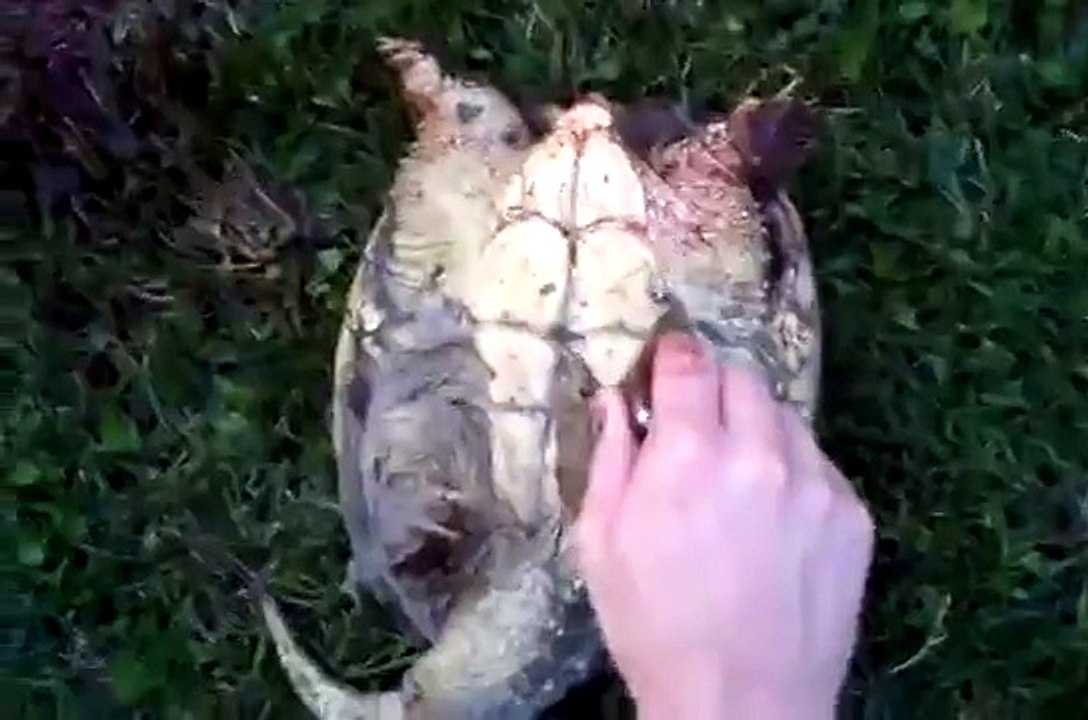 Headless turtle