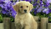 funny dog videos,dog facts, dog finder, dog image, dog images, dog photo, dog photos,