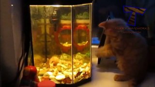 Funny cats vs fish tanks   Cute cat compilation