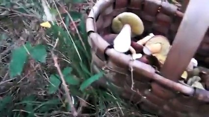 Las setas,los frutos del bosque.