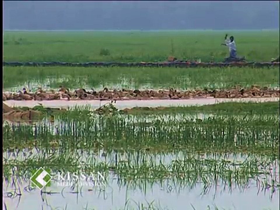 Activities of Duck Farm, Niranom, Kuttanadu : A feature story